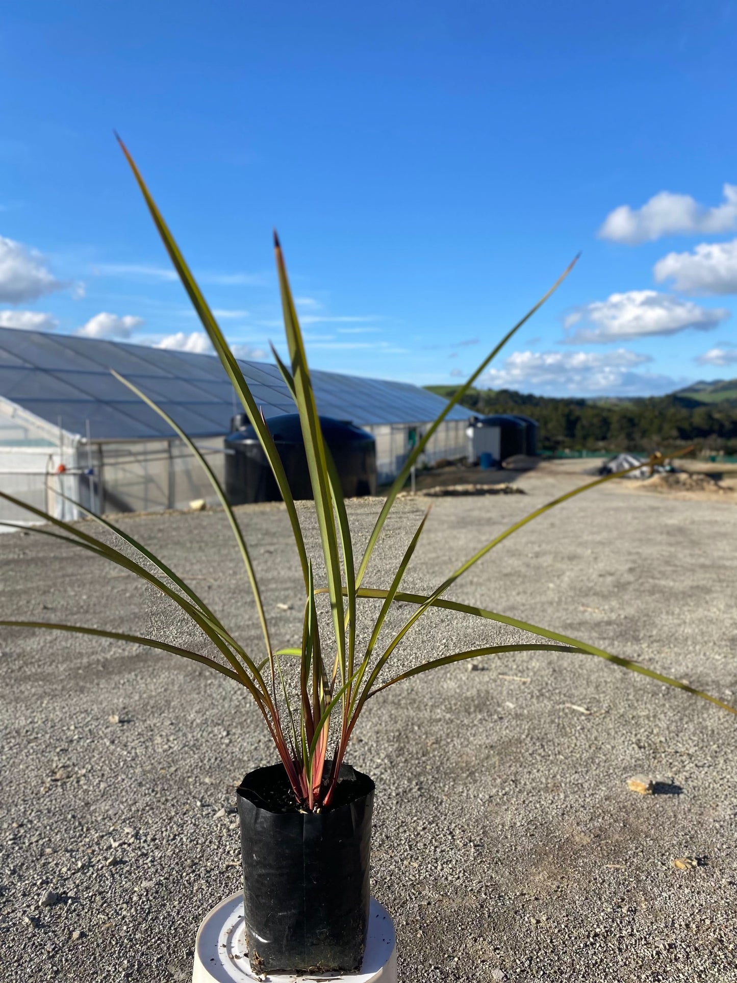Dianella