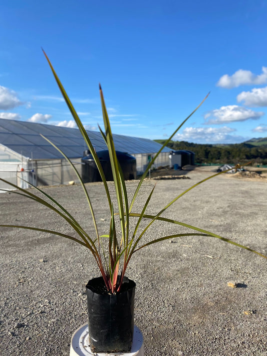 Dianella