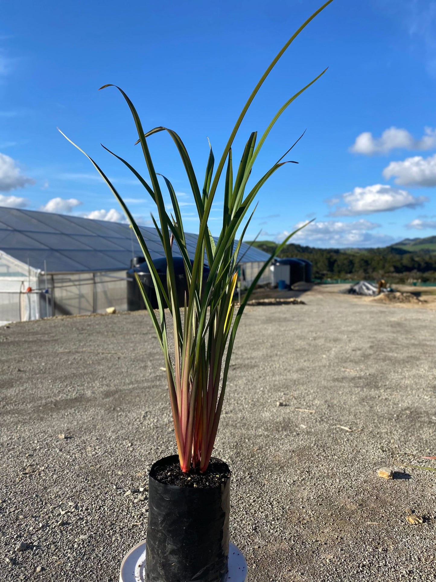 Dianella