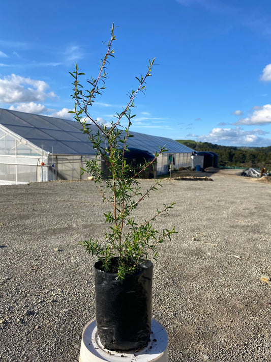 Manuka