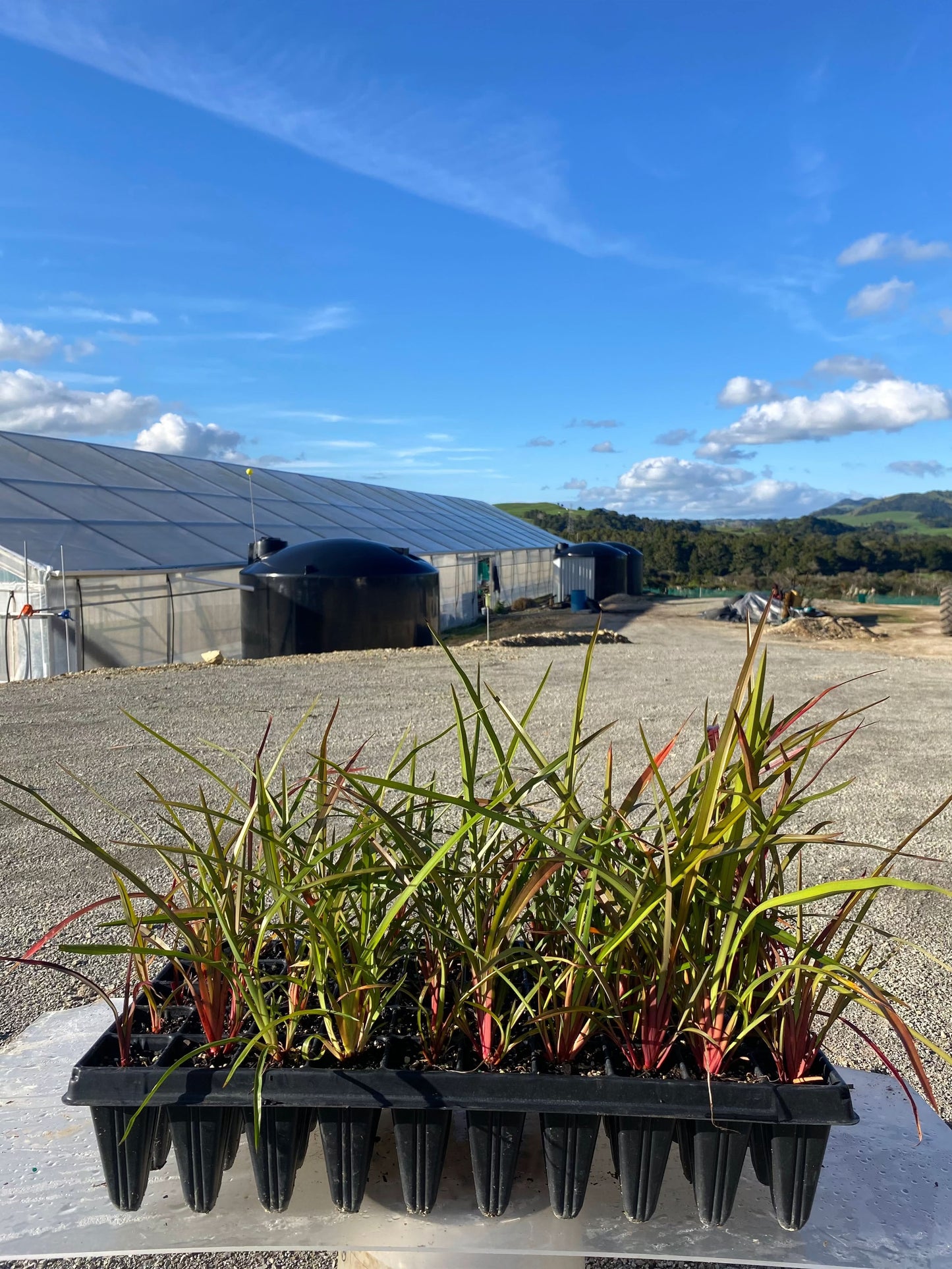 Dianella