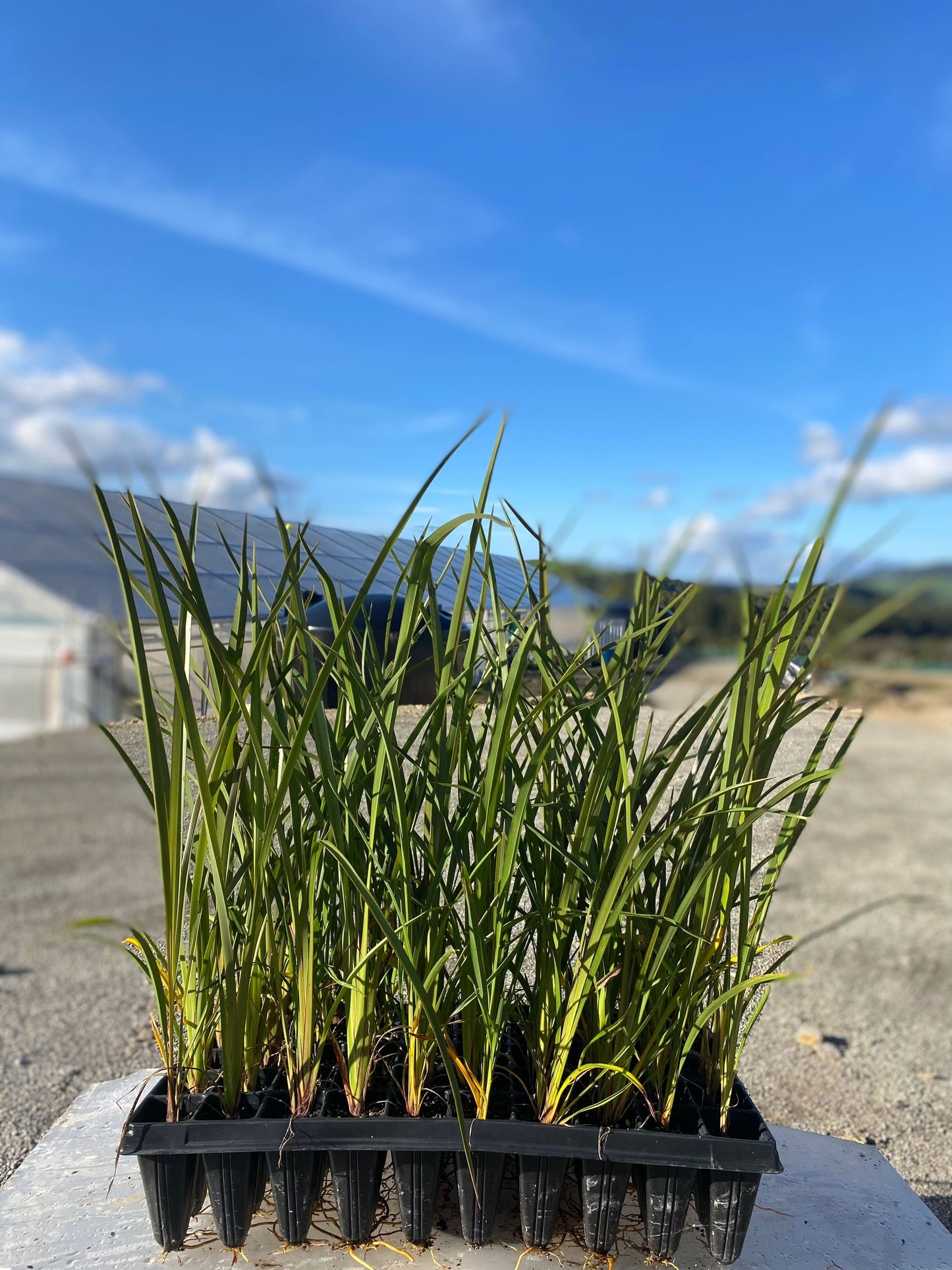 Flax