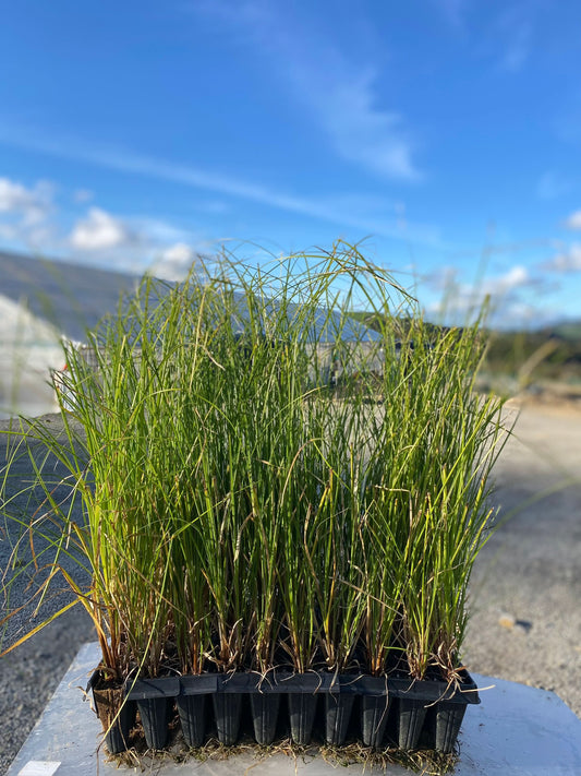 Carex V
