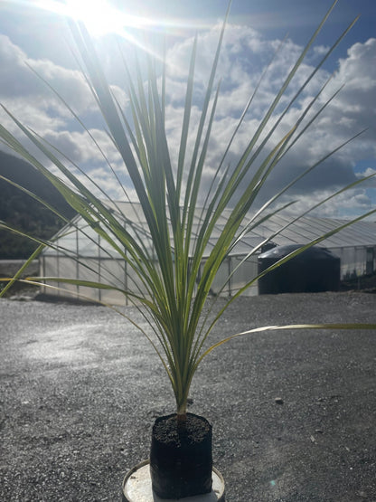 Ti Kouka