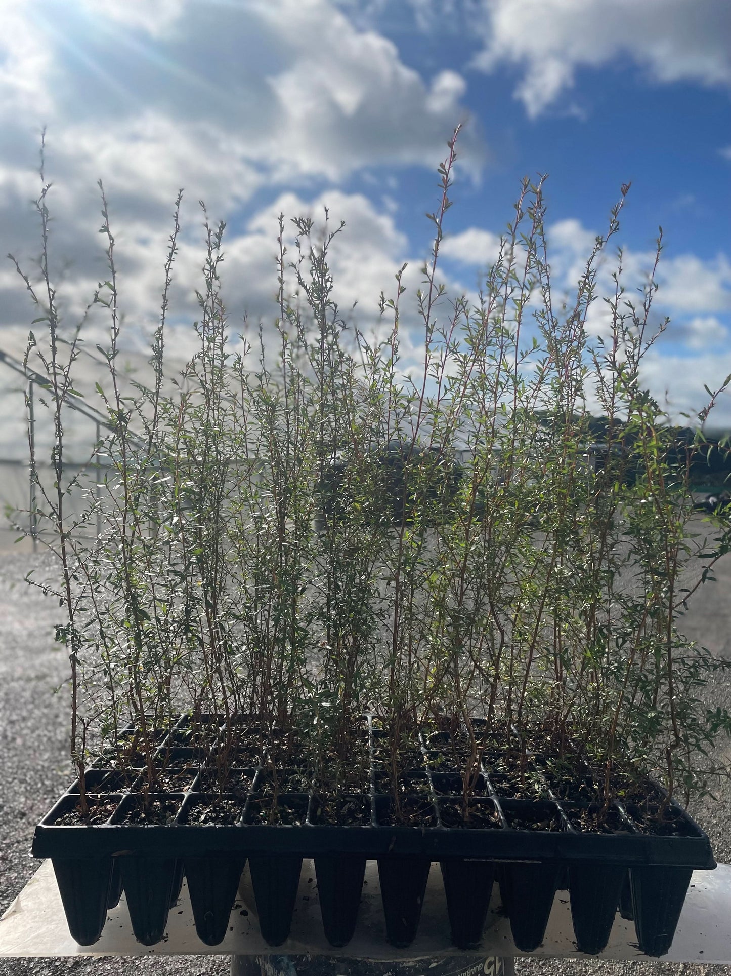 Manuka